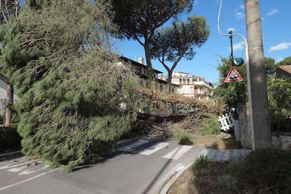 Il maltempo distrugge la pineta di Forte dei Marmi 11