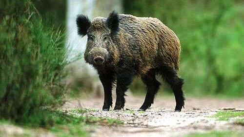 Spara al cinghiale ma lo manca e uccide un fungaiolo
