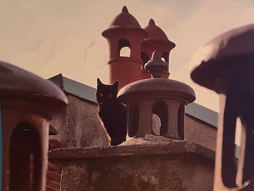 «Unione gattara» in scena. I mici danno spettacolo