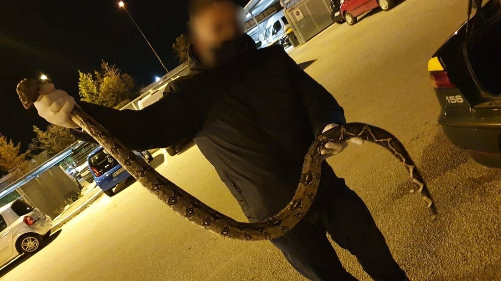 Un pitone di quasi 2 metri: il giallo a Foggia