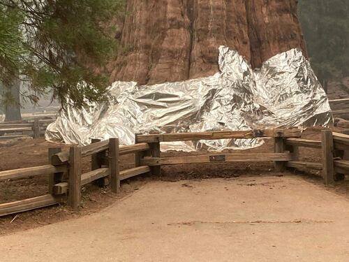 In California è guerra con gli ambientalisti per il destino delle sequoie