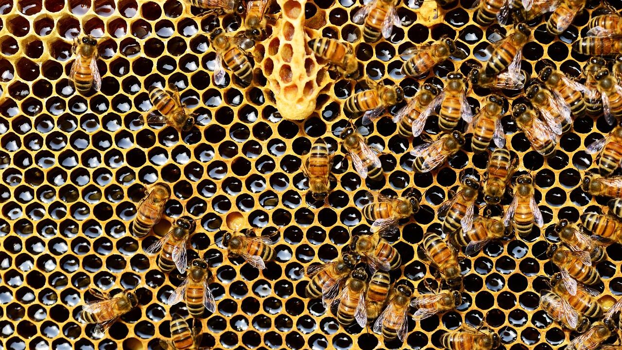 Cera d'api, le numerose proprietà del potente antinfiammatorio: ecco come sfruttarle