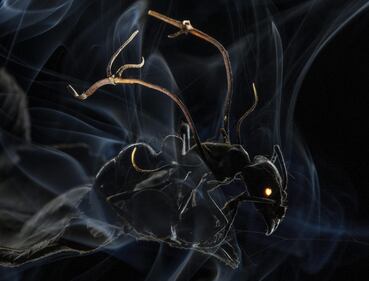Anand Varma, primo premio nelle General News Singles. 'Mindsuckers the bizarre world of mind-controlling parasites'