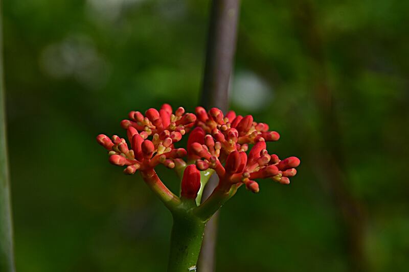 fiore ginseng