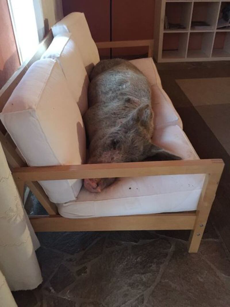 Un maiale sul divano in Sardegna 3
