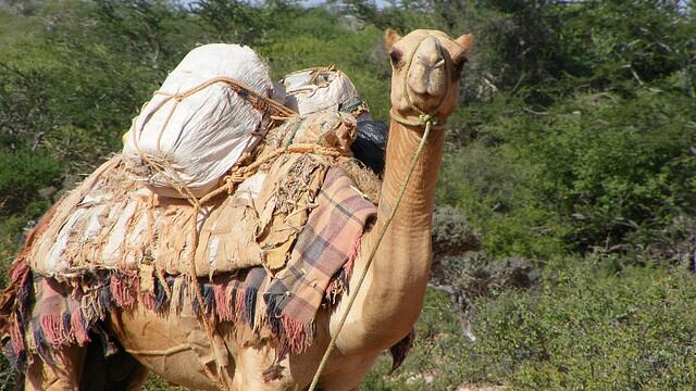 Assurdità dell'Ue: cammelli alla Mauritania per la lotta al terrorismo
