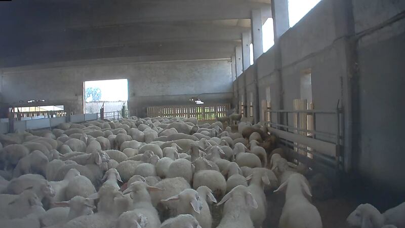 Violenze sugli animali nell'allevamento più grande d'Italia 11