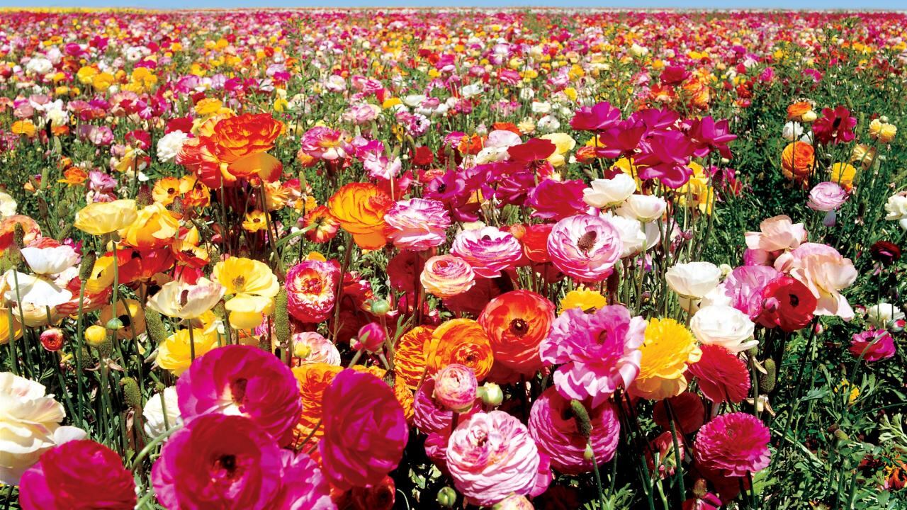 I fiori non profumano più E se lo dicono gli scienziati...