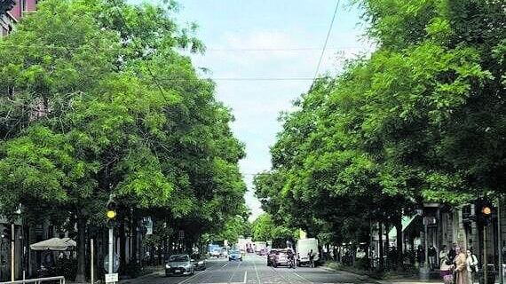 "Difendiamo gli alberi da questa politica green"
