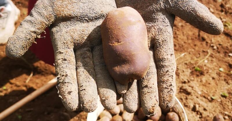 Patate di Carona