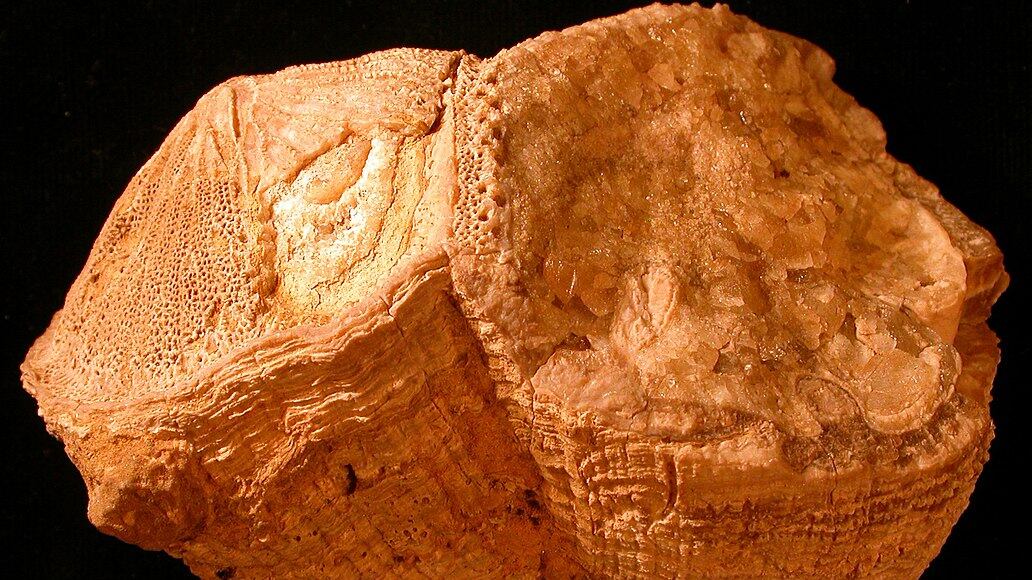 Nel Cretaceo, il giorno durava mezz'ora in meno e la Luna era più vicina
