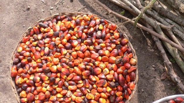 L’Europa boccia la dicitura “senza olio di palma”