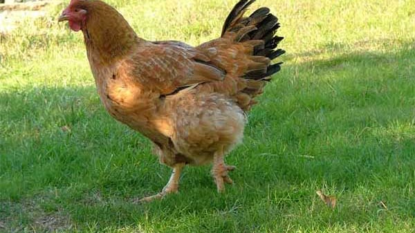 Ecco la prova: meglio una gallina domani