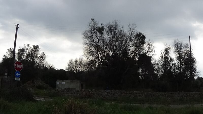 Gallipoli, l'epicentro del focolaio dove gli ulivi "sono stati lasciati morire" 9