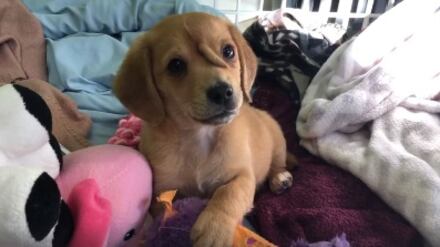 Narwhal, il cane-unicorno nato con un codino al centro della fronte