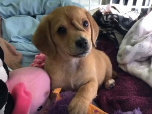 Narwhal, il cane-unicorno nato con un codino al centro della fronte