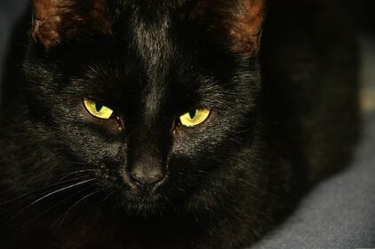 Gatto nero, foto 47