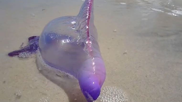 Vede la strana (e pericolosa) creatura in riva al mare e si avvicina troppo