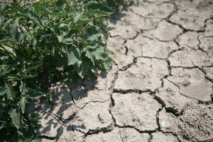 Siccità, stato d'emergenza a Parma 5
