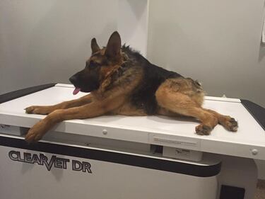 Quasimodo, il cane abbandonato perché malato 1