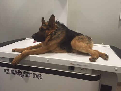 Quasimodo, il cane abbandonato perché malato