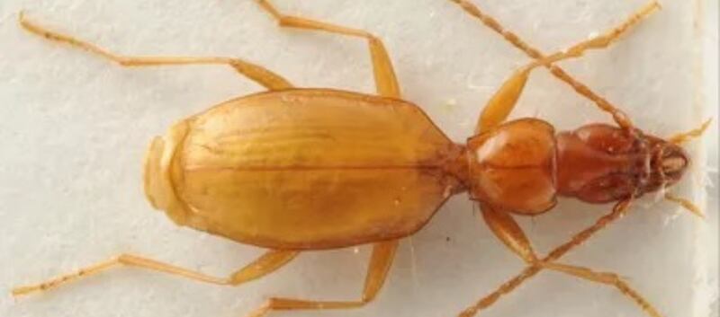 Anophthalmus hitleri