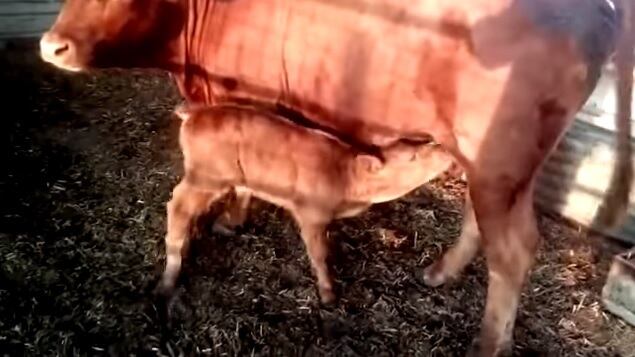 È nato il vitello rosso dell'Apocalisse