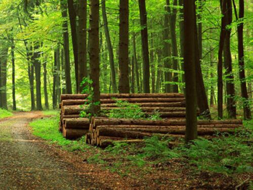 Foreste, una proposta per la gestione sostenibile in Italia