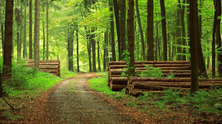 Foreste, una proposta per la gestione sostenibile in Italia