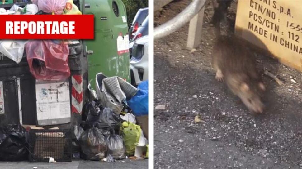 Degrado senza fine: quella fermata dei bus infestata dai topi