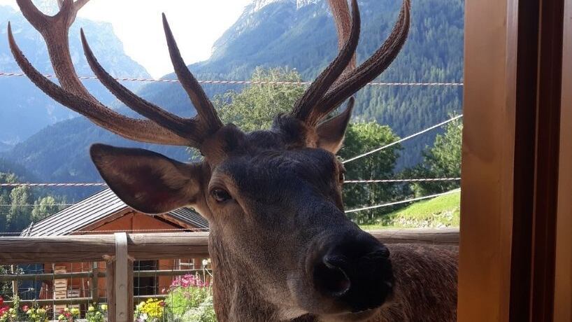 Ammazzato Bambotto, il cervo del paese