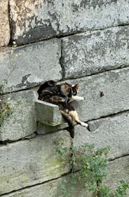 La colonia felina nel palazzo sforzesco di Milano 6