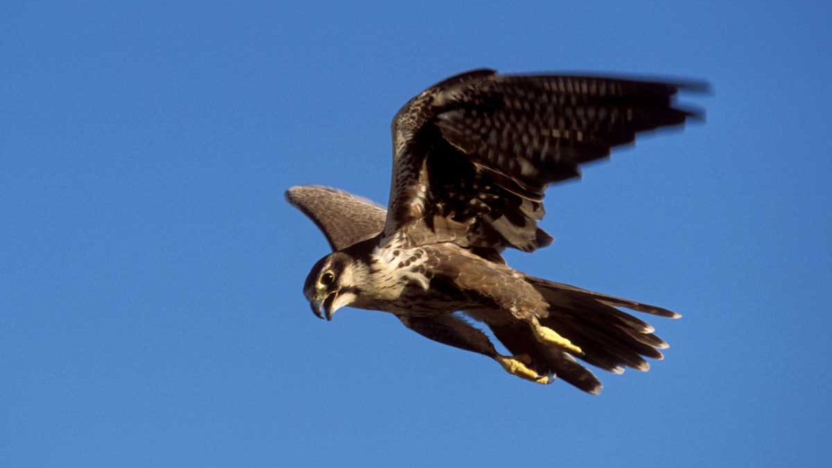 Gli uccelli attaccano gli uomini Sembra l'horror di Hitchcock
