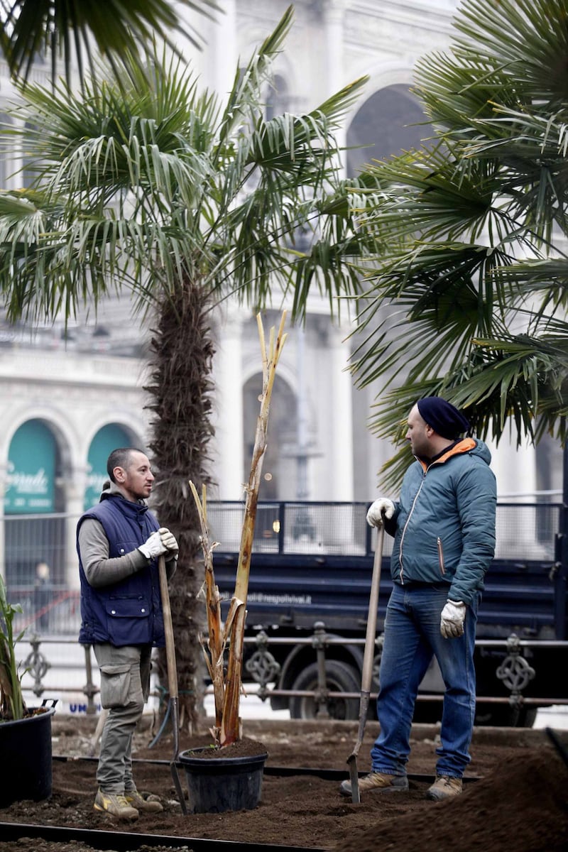 I banani arrivano in piazza Duomo 3