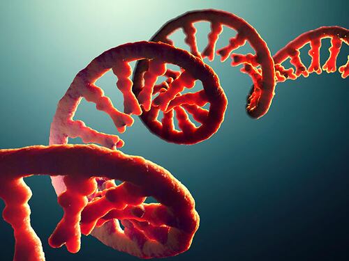 "Nell'Rna è scritto il futuro di farmaci e cure. E c'è il passato della vita"