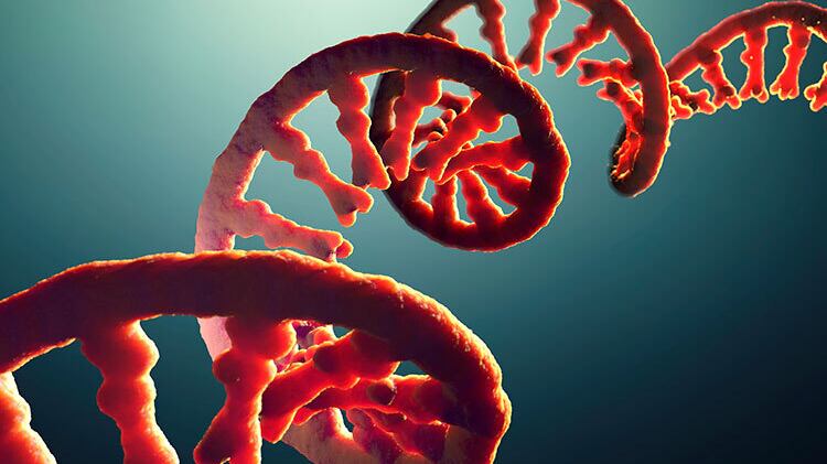 "Nell'Rna è scritto il futuro di farmaci e cure. E c'è il passato della vita"