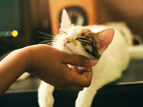 Volete un gatto? Come sceglierlo (e cosa fare dopo i 70 anni)