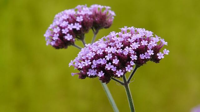 Verbena, proprietà e benefici della pianta anti ansia