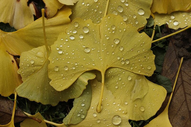 Ginkgo Biloba
