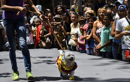 I cani e la Brexit: la manifestazione a Londra  1