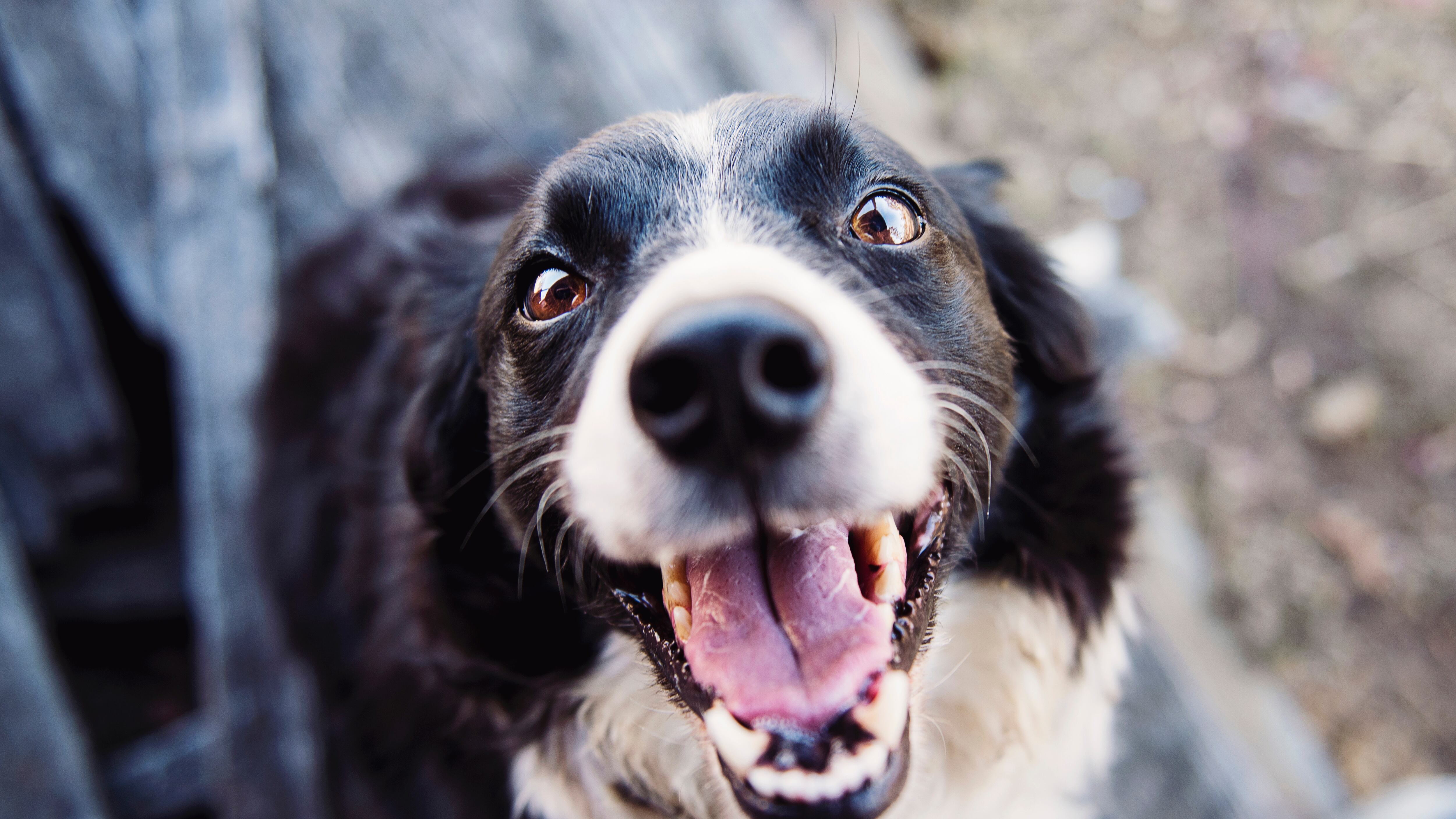 Oggi è San Valentino, regalatevi un cane affettuoso