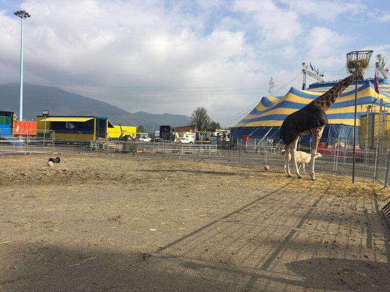Gli animali del Circo Madagascar 2