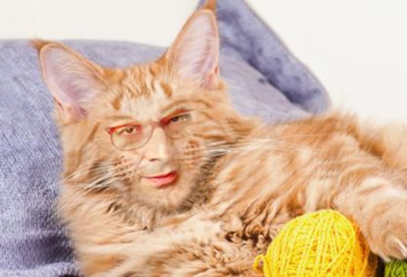 Vittorio Sgarbi invaso da immagini di gatti 8