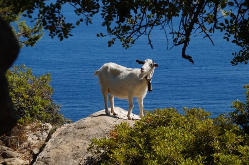 Capra