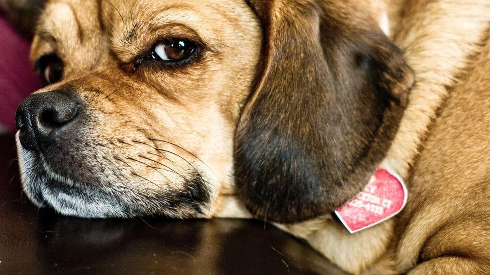 Cina, cucciolo di cane ucciso a bastonate in una università