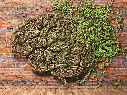 Tu chiamala se vuoi... intelligenza vegetale