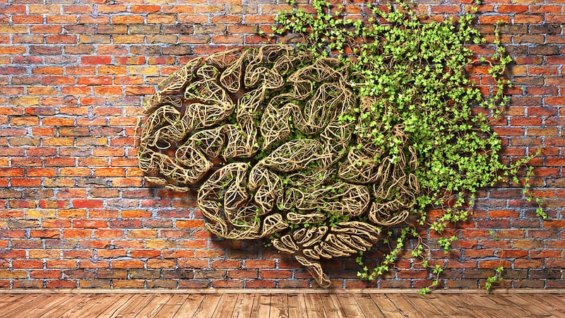 Piccole menti, grandi scelte. I neuroni non servono