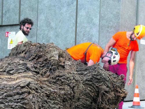 Quercia morta spostata per salvare i coleotteri che la abitano