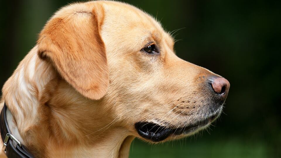 Bambina di 16 mesi azzannata dal labrador di famiglia