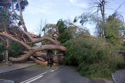 Il maltempo distrugge la pineta di Forte dei Marmi 6